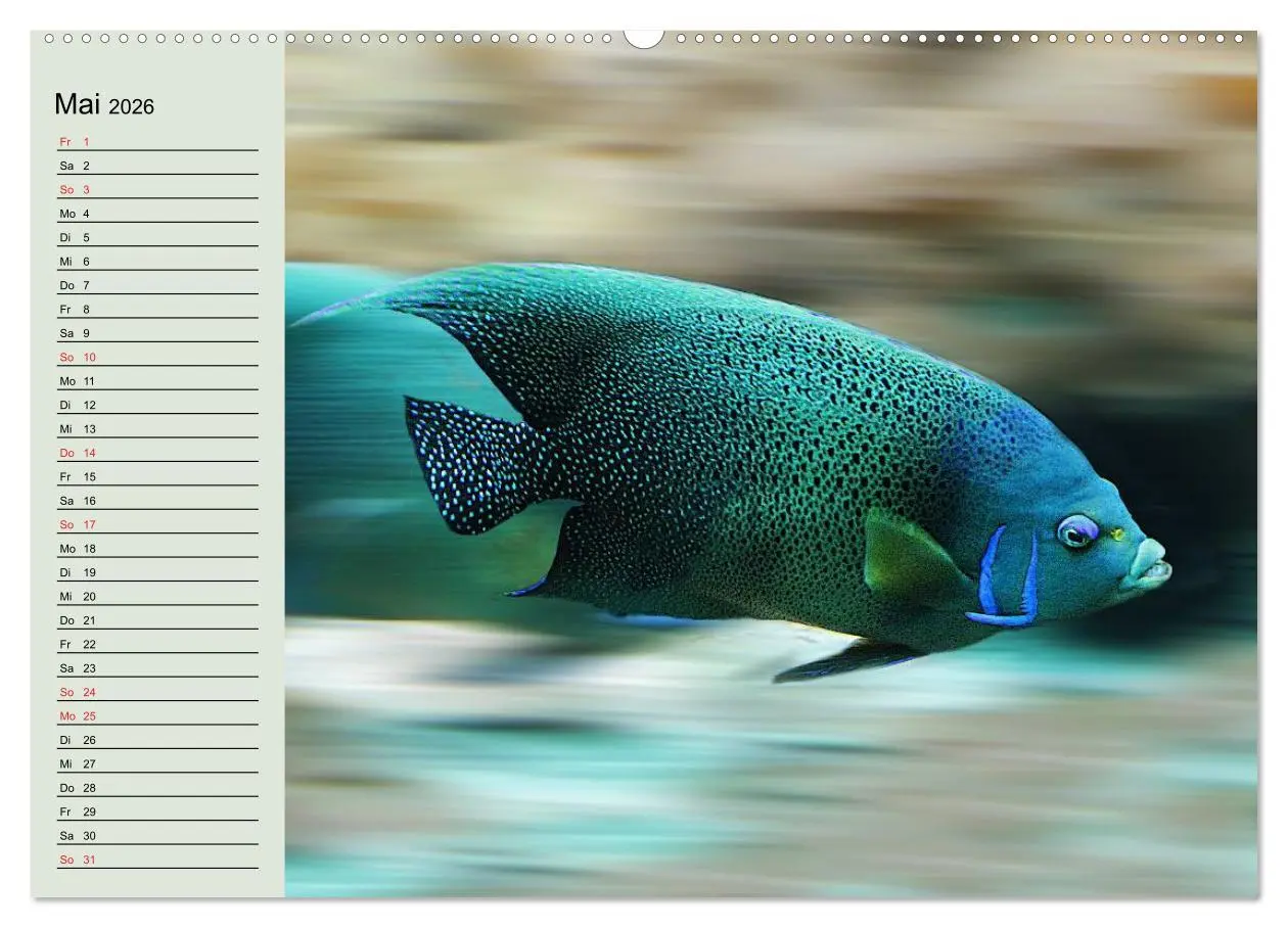 Bild: 9783457990124 | Knallbunte Wasserwelt. Die Welt der Fische (hochwertiger Premium...
