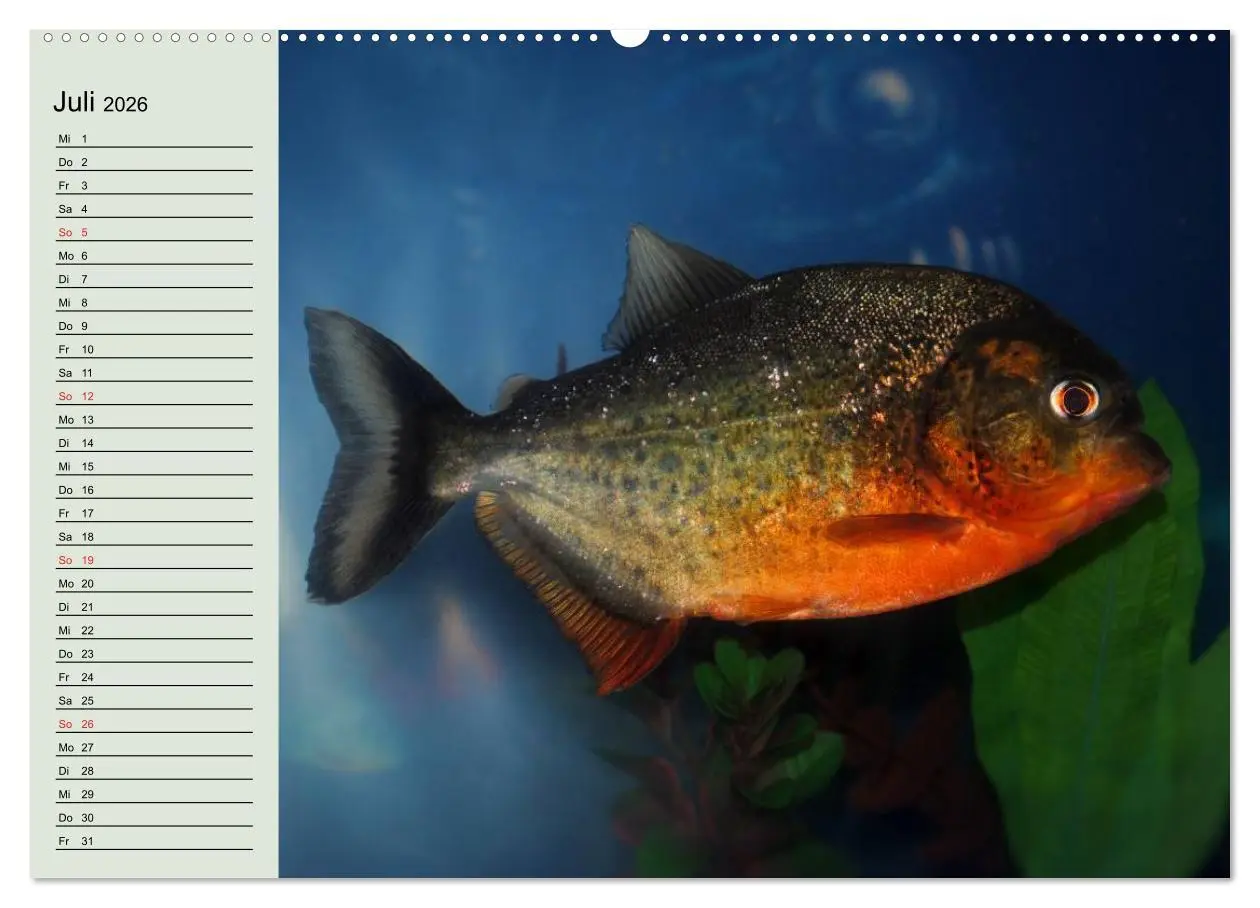 Bild: 9783457990124 | Knallbunte Wasserwelt. Die Welt der Fische (hochwertiger Premium...