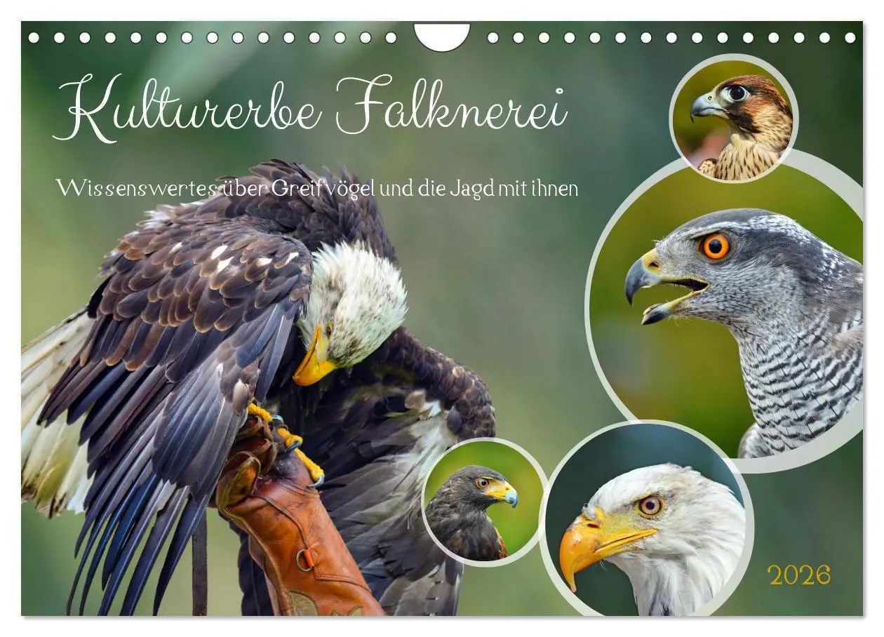 Cover: 9783457360224 | Kulturerbe Falknerei (Wandkalender 2026 DIN A4 quer), CALVENDO...