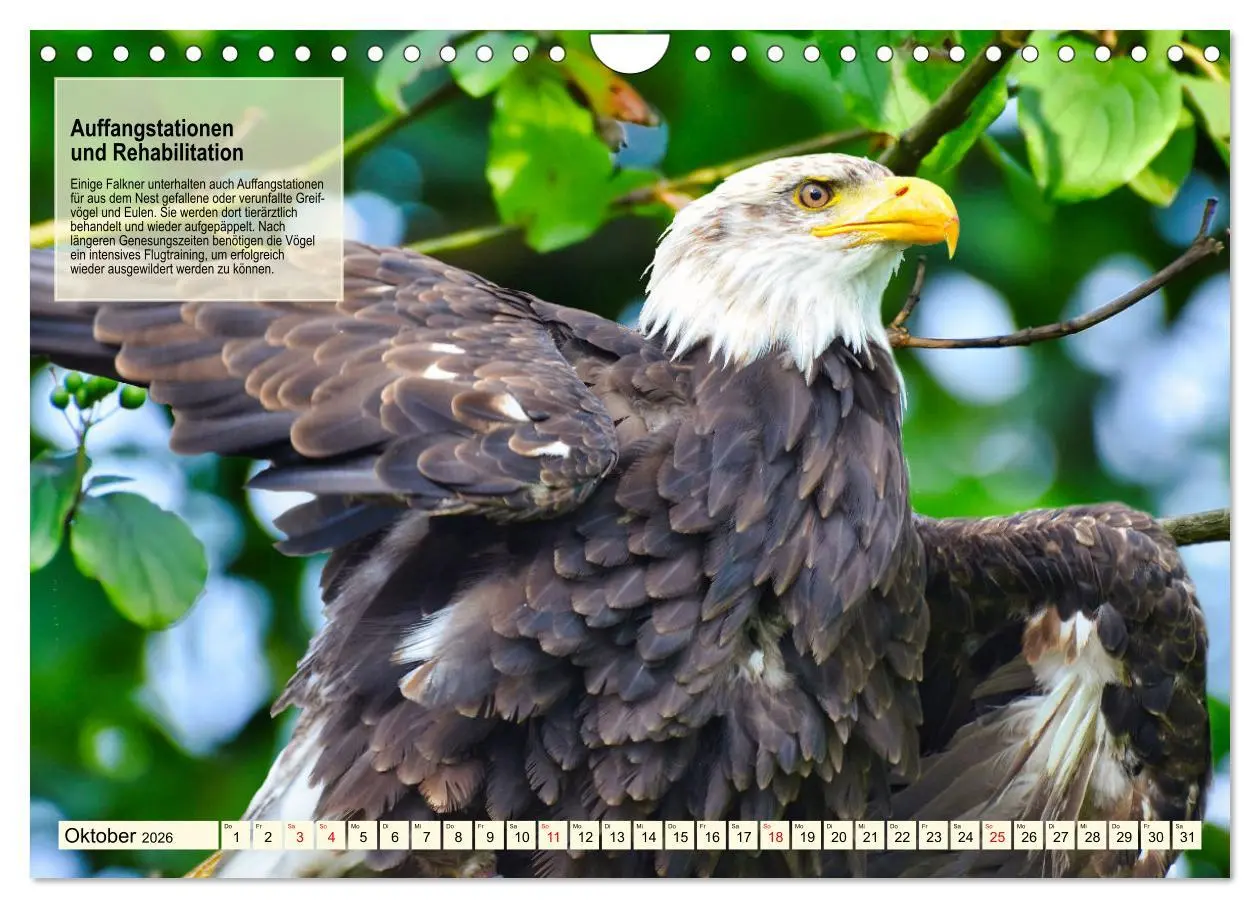 Bild: 9783457360224 | Kulturerbe Falknerei (Wandkalender 2026 DIN A4 quer), CALVENDO...