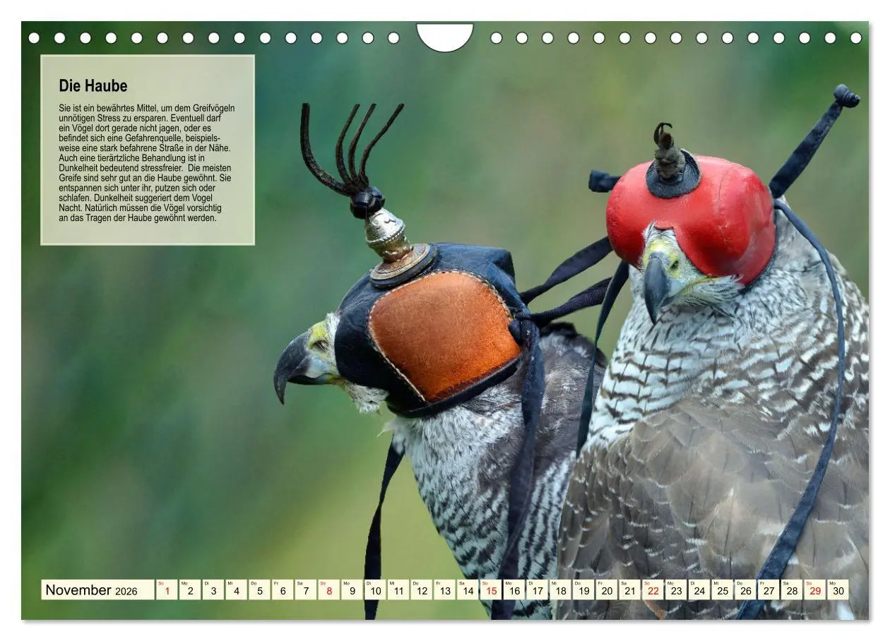 Bild: 9783457360224 | Kulturerbe Falknerei (Wandkalender 2026 DIN A4 quer), CALVENDO...