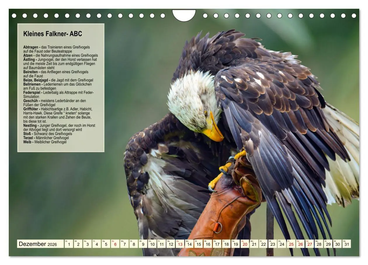 Bild: 9783457360224 | Kulturerbe Falknerei (Wandkalender 2026 DIN A4 quer), CALVENDO...