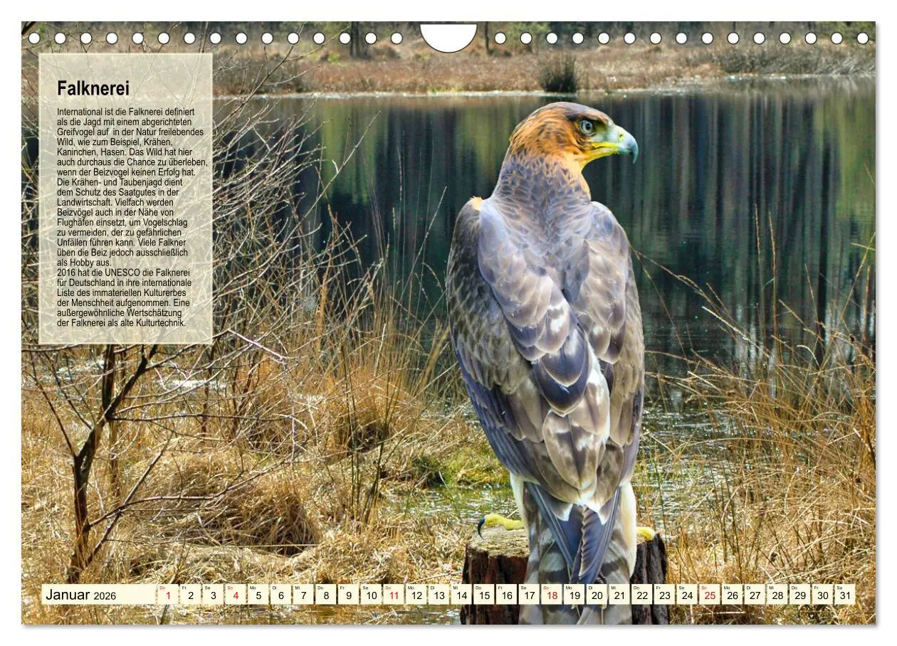 Bild: 9783457360224 | Kulturerbe Falknerei (Wandkalender 2026 DIN A4 quer), CALVENDO...