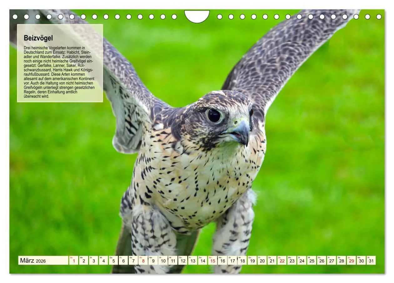 Bild: 9783457360224 | Kulturerbe Falknerei (Wandkalender 2026 DIN A4 quer), CALVENDO...