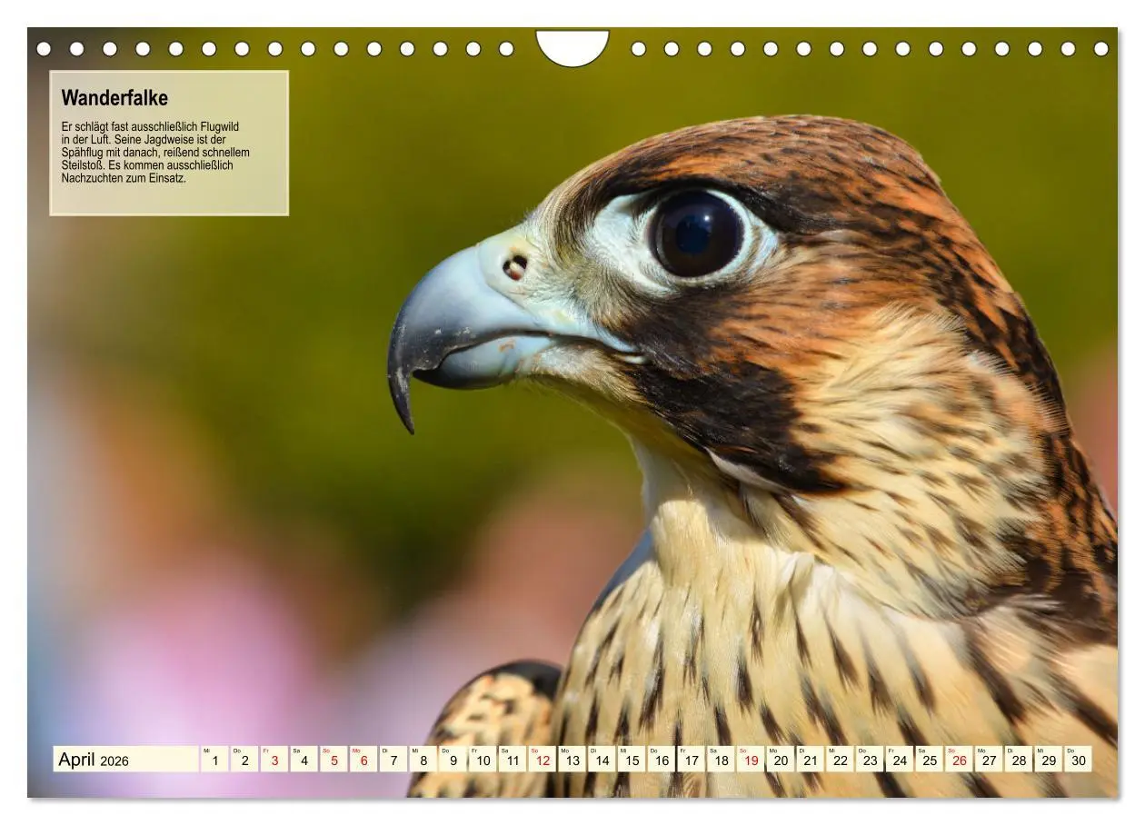 Bild: 9783457360224 | Kulturerbe Falknerei (Wandkalender 2026 DIN A4 quer), CALVENDO...