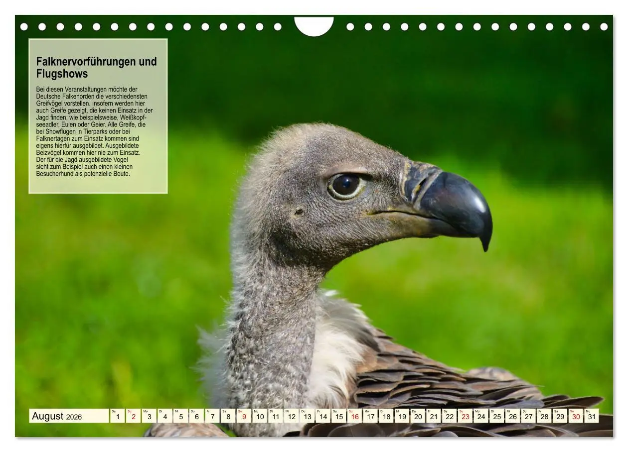 Bild: 9783457360224 | Kulturerbe Falknerei (Wandkalender 2026 DIN A4 quer), CALVENDO...