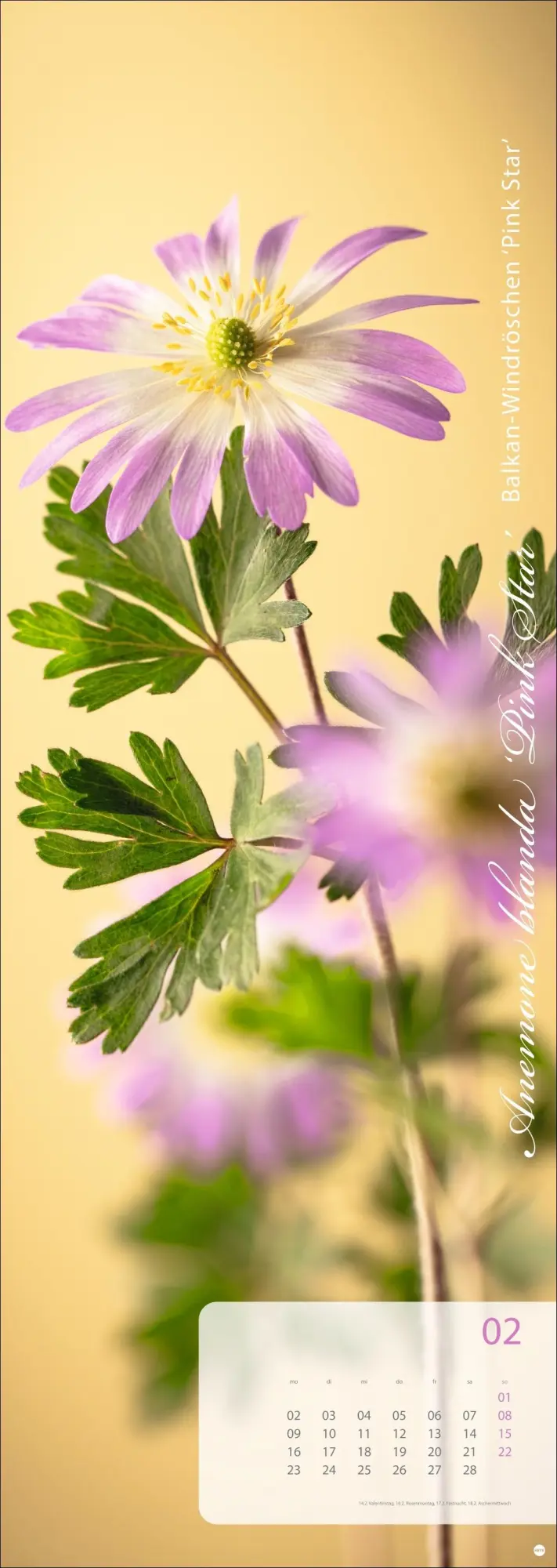 Bild: 9783756410224 | Magic Flowers Vertical Kalender 2026 | Sibylle Pietrek | Kalender