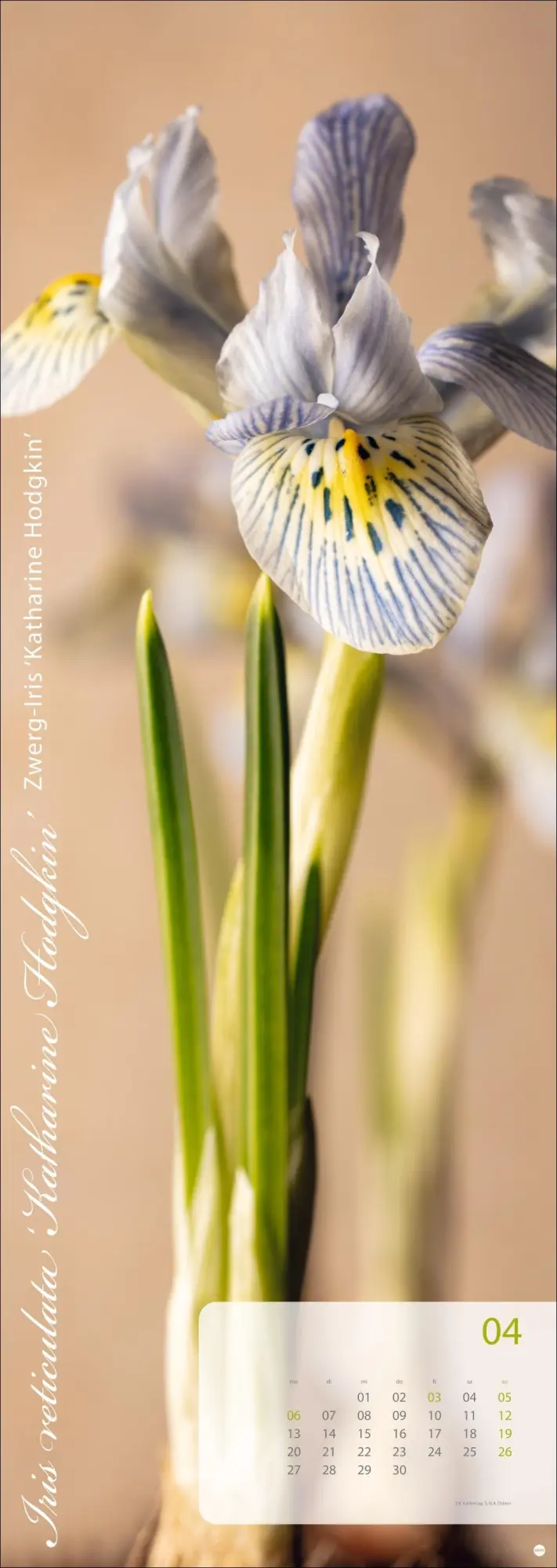 Bild: 9783756410224 | Magic Flowers Vertical Kalender 2026 | Sibylle Pietrek | Kalender