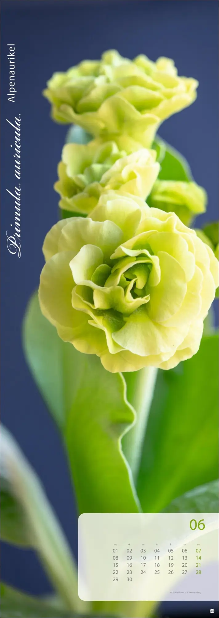 Bild: 9783756410224 | Magic Flowers Vertical Kalender 2026 | Sibylle Pietrek | Kalender