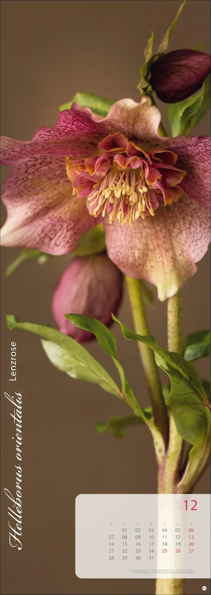Bild: 9783756410224 | Magic Flowers Vertical Kalender 2026 | Sibylle Pietrek | Kalender