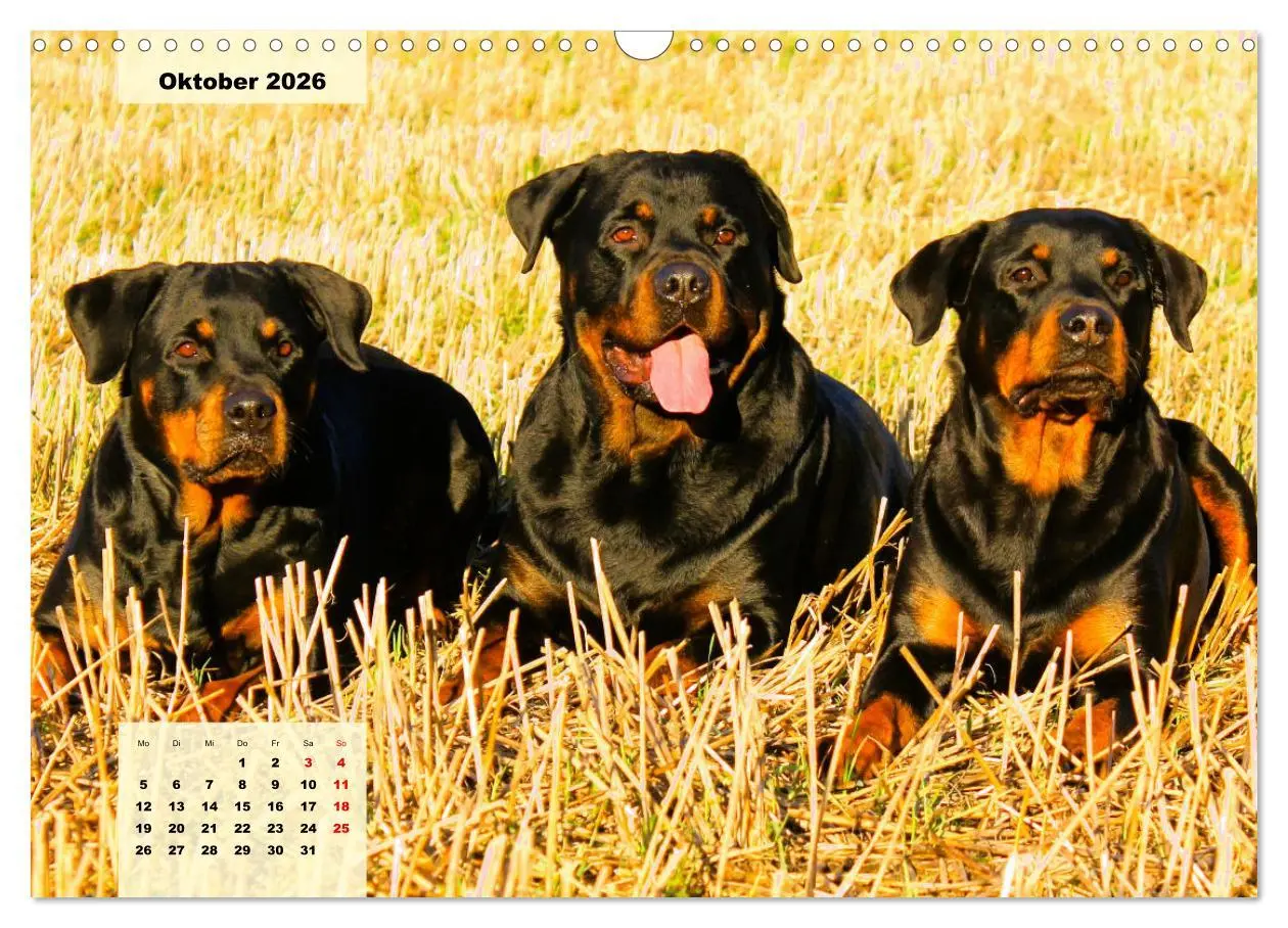 Bild: 9783457570524 | Mein Rottweiler. Nervenstarker Gebrauchs- und Begleithund...