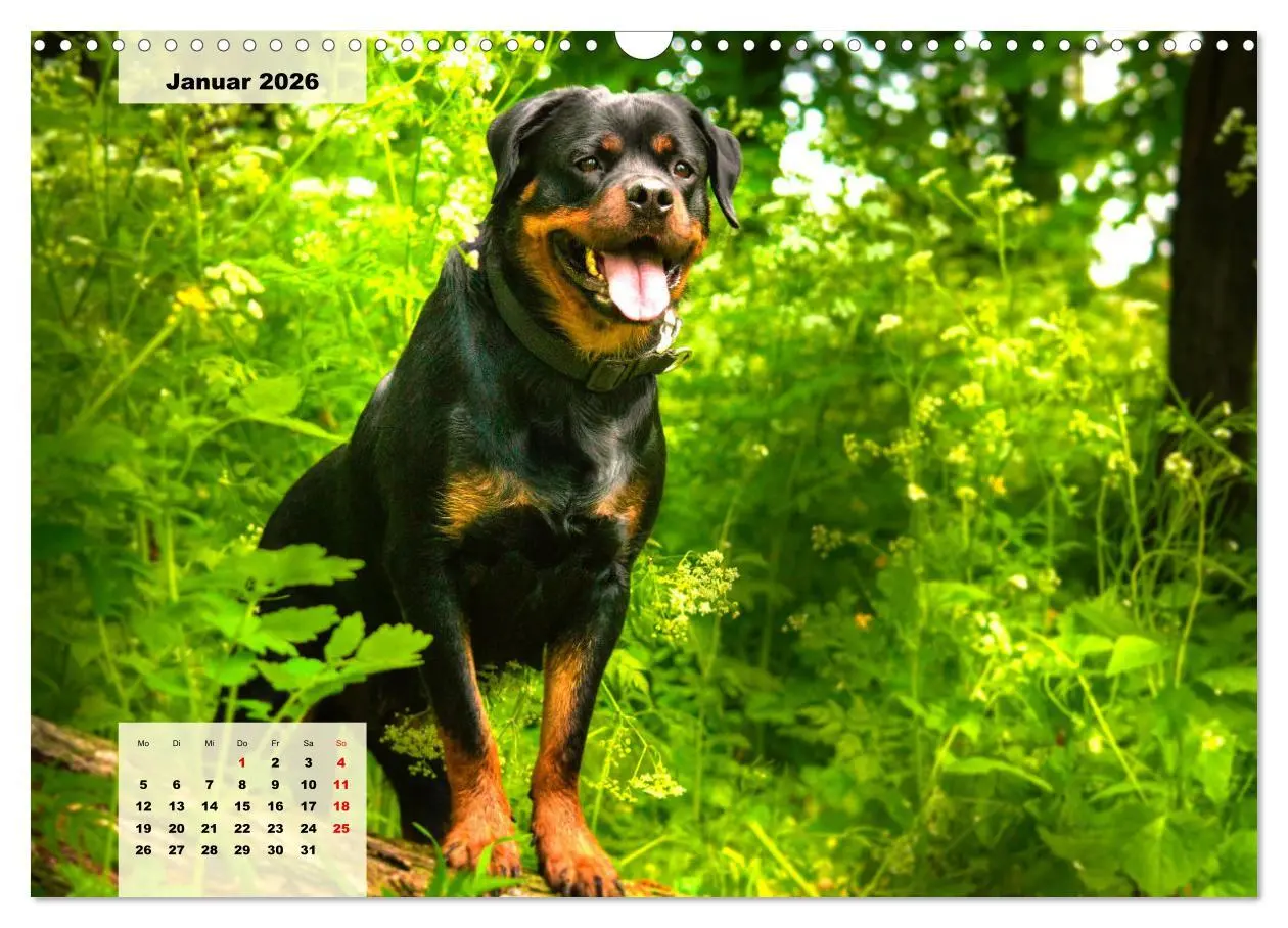 Bild: 9783457570524 | Mein Rottweiler. Nervenstarker Gebrauchs- und Begleithund...