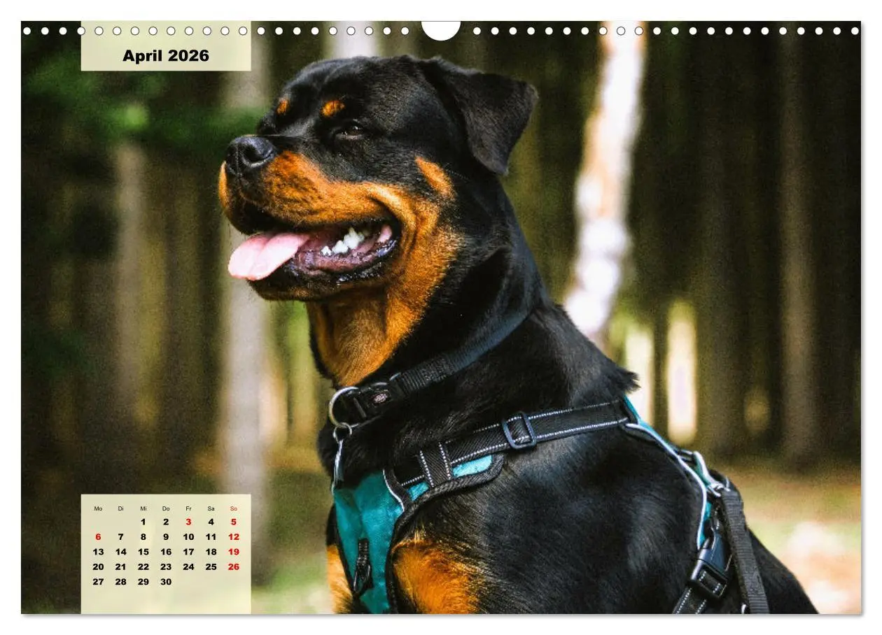 Bild: 9783457570524 | Mein Rottweiler. Nervenstarker Gebrauchs- und Begleithund...