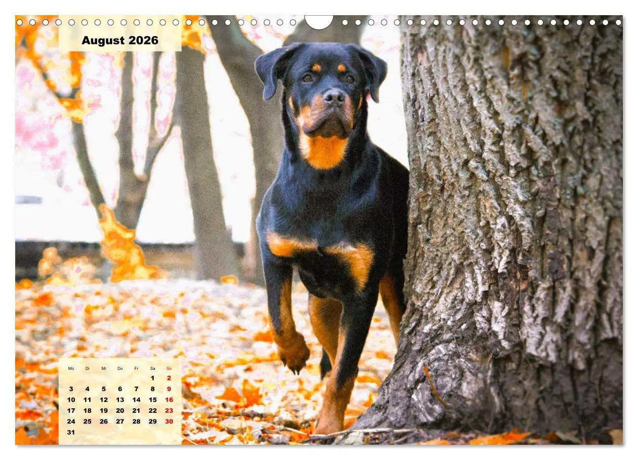 Bild: 9783457570524 | Mein Rottweiler. Nervenstarker Gebrauchs- und Begleithund...
