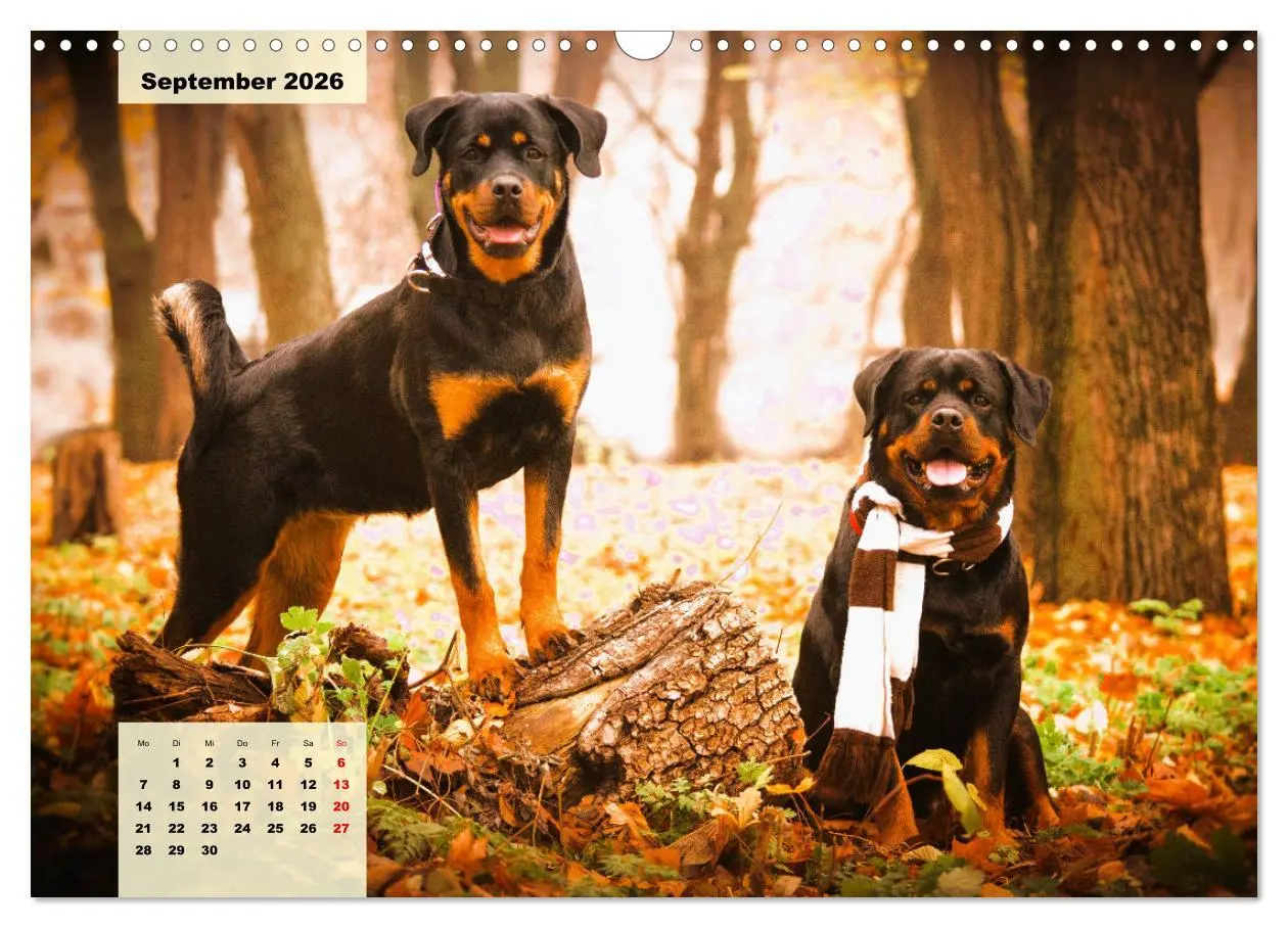 Bild: 9783457570524 | Mein Rottweiler. Nervenstarker Gebrauchs- und Begleithund...