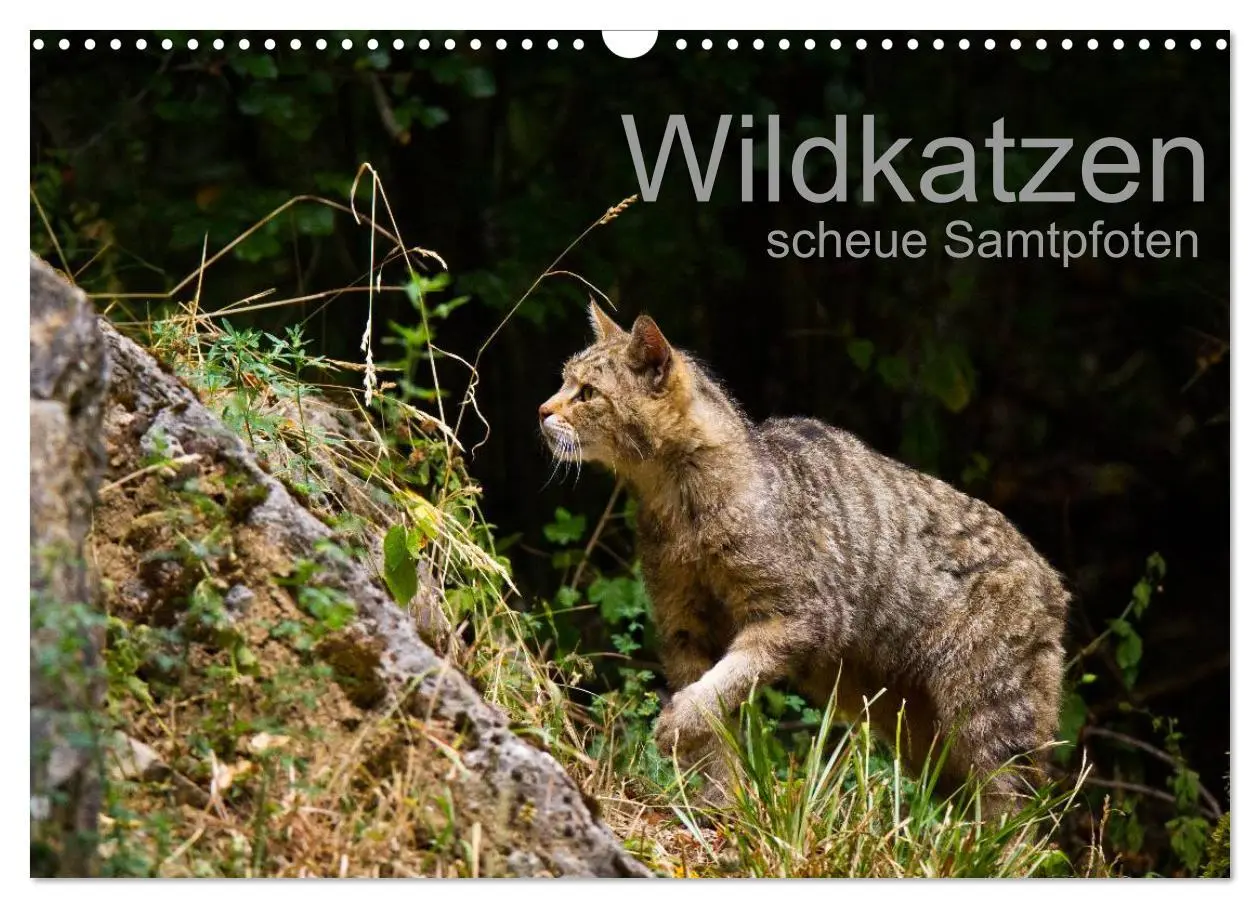 Cover: 9783457870624 | Wildkatzen - scheue Samtpfoten (Wandkalender 2026 DIN A3 quer),...