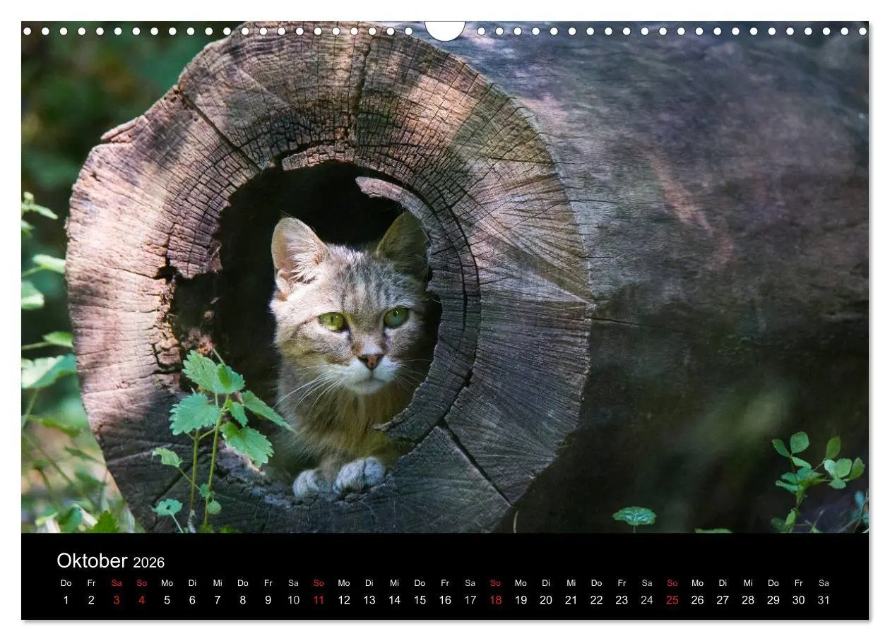 Bild: 9783457870624 | Wildkatzen - scheue Samtpfoten (Wandkalender 2026 DIN A3 quer),...