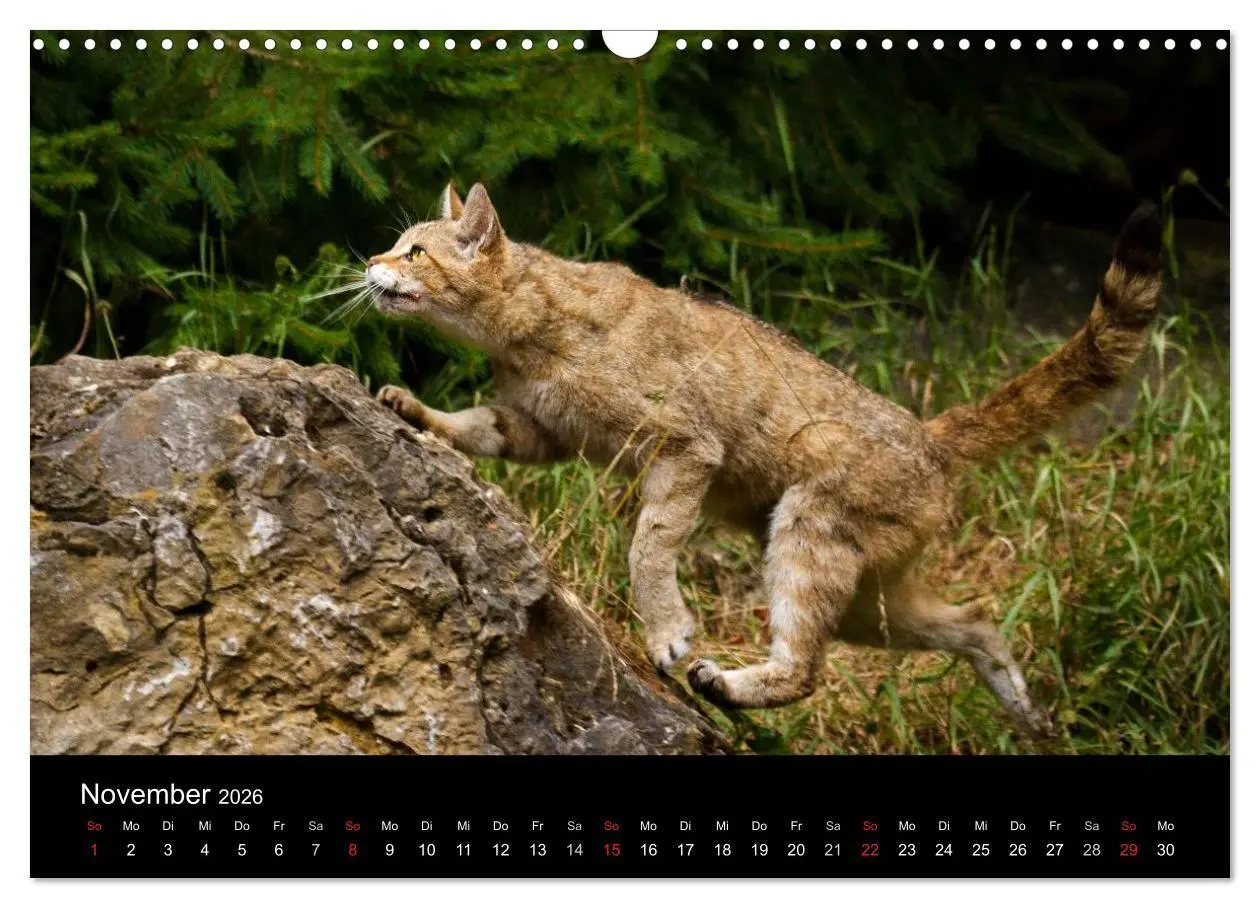 Bild: 9783457870624 | Wildkatzen - scheue Samtpfoten (Wandkalender 2026 DIN A3 quer),...
