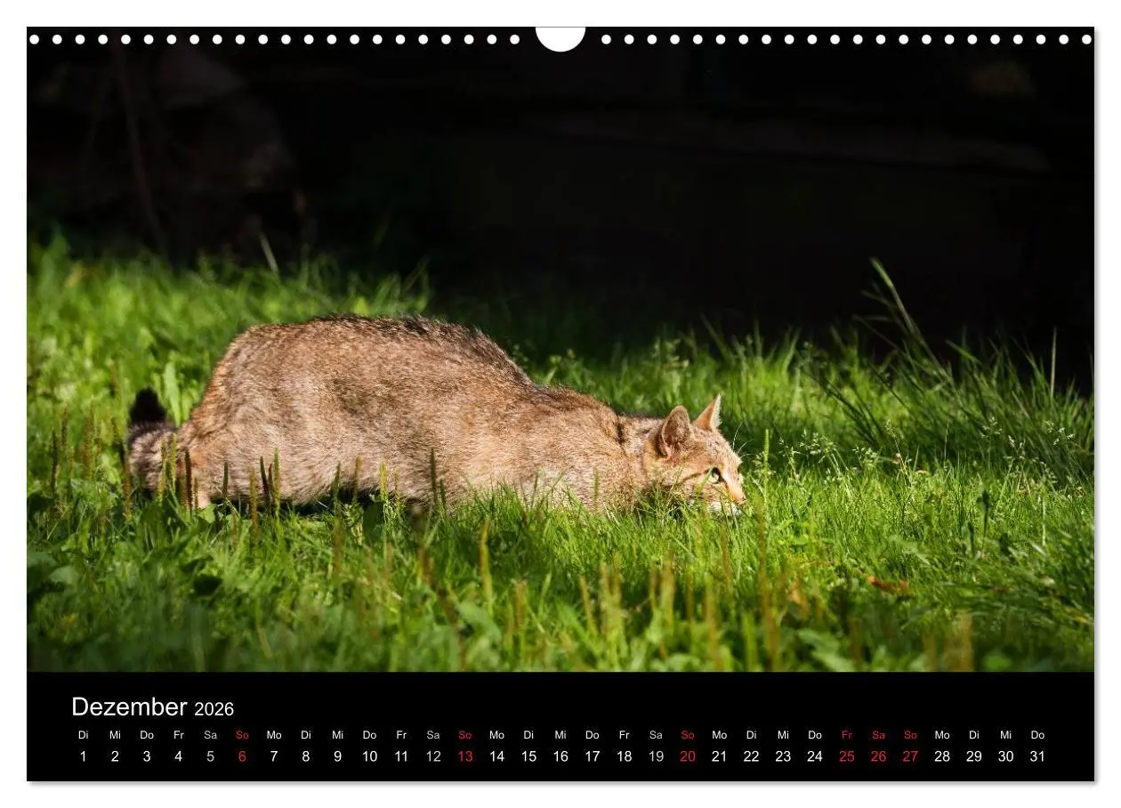 Bild: 9783457870624 | Wildkatzen - scheue Samtpfoten (Wandkalender 2026 DIN A3 quer),...