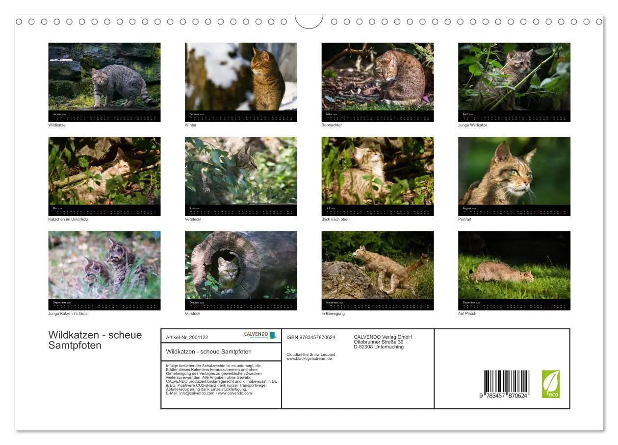 Bild: 9783457870624 | Wildkatzen - scheue Samtpfoten (Wandkalender 2026 DIN A3 quer),...