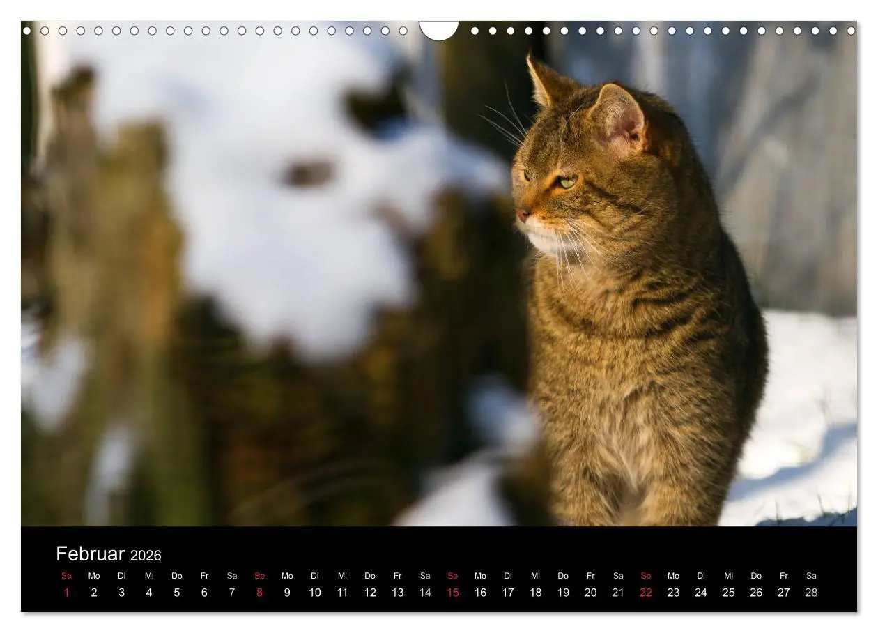 Bild: 9783457870624 | Wildkatzen - scheue Samtpfoten (Wandkalender 2026 DIN A3 quer),...