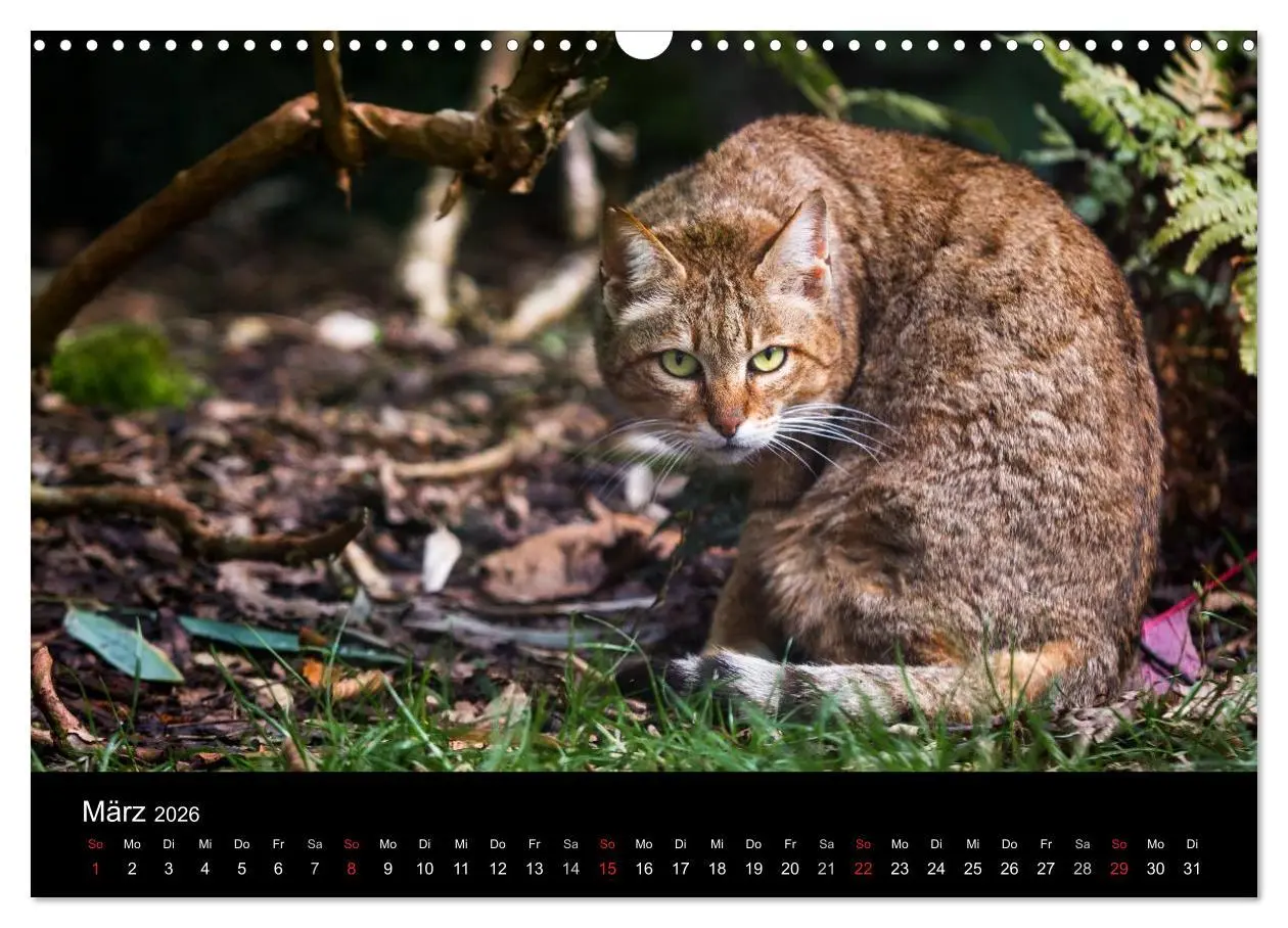 Bild: 9783457870624 | Wildkatzen - scheue Samtpfoten (Wandkalender 2026 DIN A3 quer),...