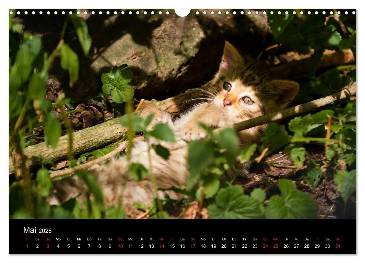 Bild: 9783457870624 | Wildkatzen - scheue Samtpfoten (Wandkalender 2026 DIN A3 quer),...