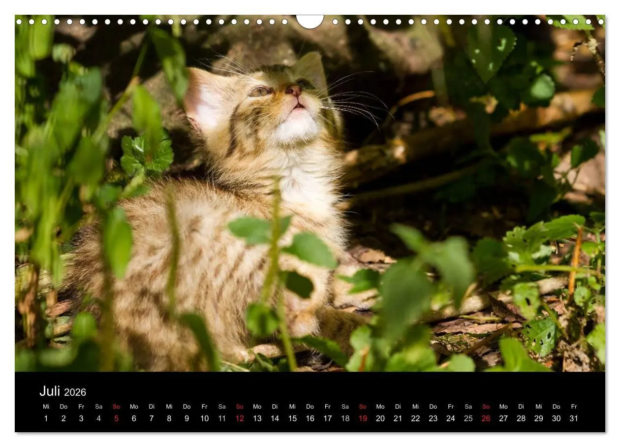 Bild: 9783457870624 | Wildkatzen - scheue Samtpfoten (Wandkalender 2026 DIN A3 quer),...