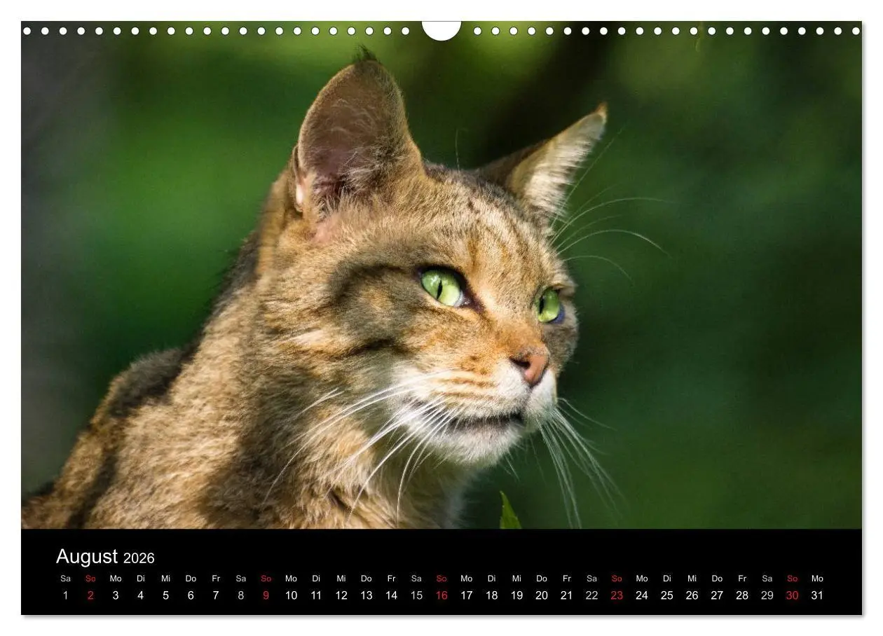 Bild: 9783457870624 | Wildkatzen - scheue Samtpfoten (Wandkalender 2026 DIN A3 quer),...