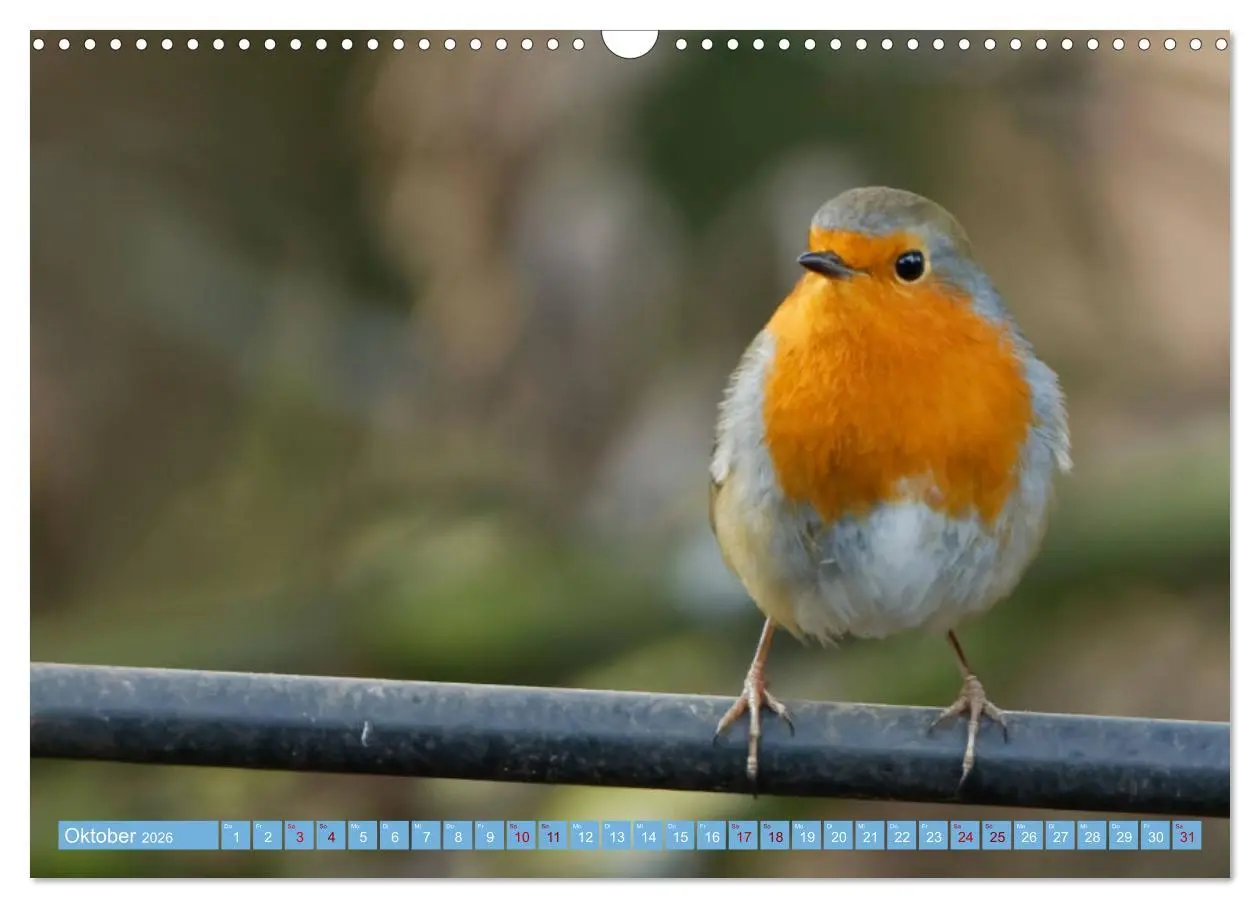 Bild: 9783457620724 | Rotkehlchen - Fotografiert von Ostfriesenfotografie (Wandkalender...