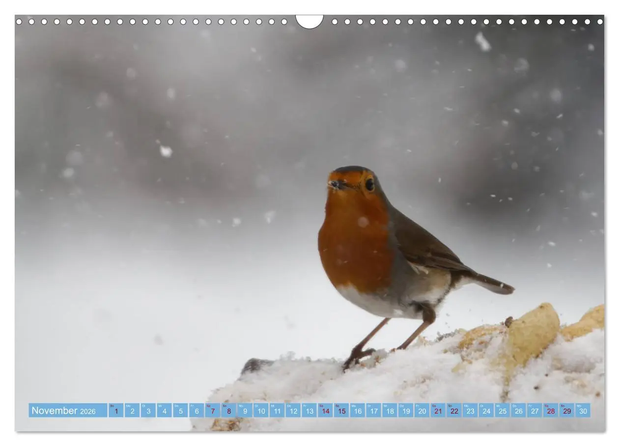 Bild: 9783457620724 | Rotkehlchen - Fotografiert von Ostfriesenfotografie (Wandkalender...