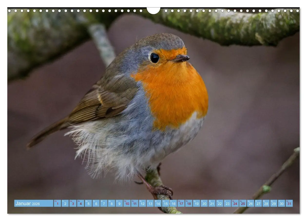 Bild: 9783457620724 | Rotkehlchen - Fotografiert von Ostfriesenfotografie (Wandkalender...