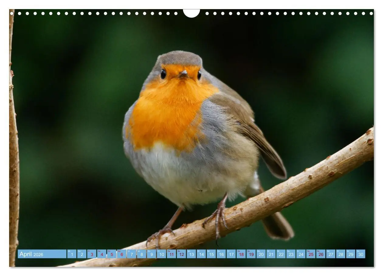 Bild: 9783457620724 | Rotkehlchen - Fotografiert von Ostfriesenfotografie (Wandkalender...