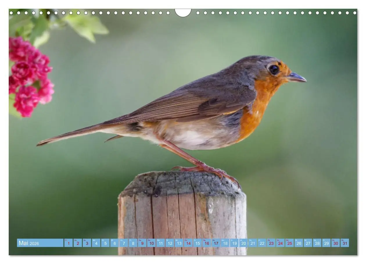 Bild: 9783457620724 | Rotkehlchen - Fotografiert von Ostfriesenfotografie (Wandkalender...