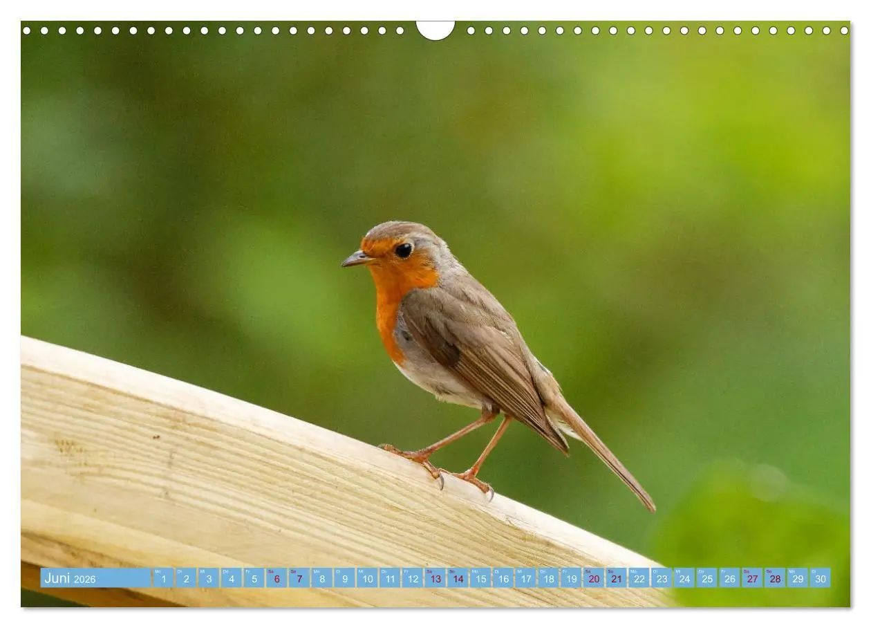 Bild: 9783457620724 | Rotkehlchen - Fotografiert von Ostfriesenfotografie (Wandkalender...