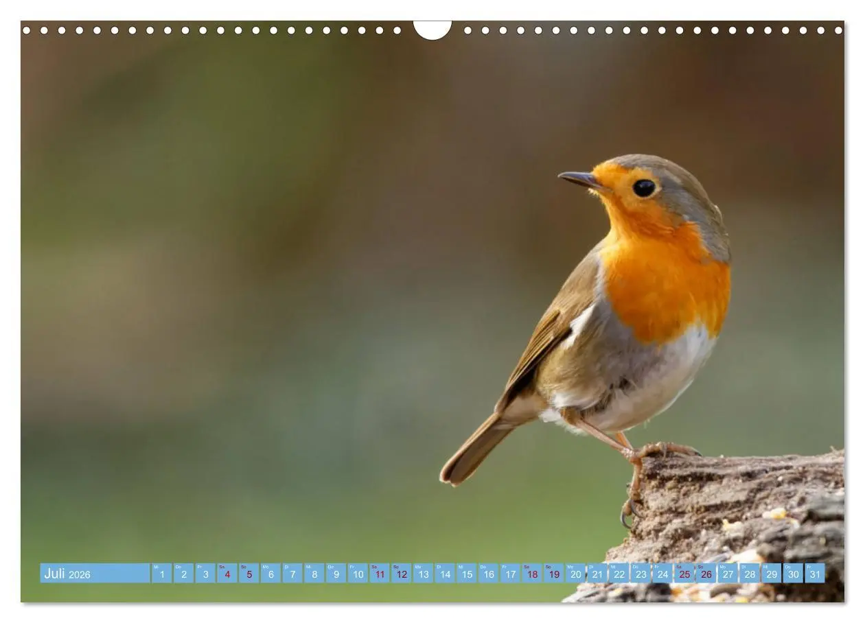 Bild: 9783457620724 | Rotkehlchen - Fotografiert von Ostfriesenfotografie (Wandkalender...