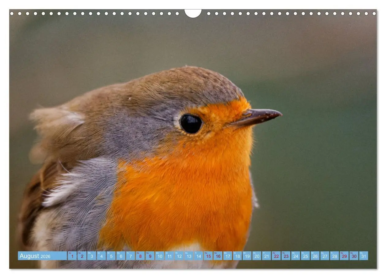 Bild: 9783457620724 | Rotkehlchen - Fotografiert von Ostfriesenfotografie (Wandkalender...