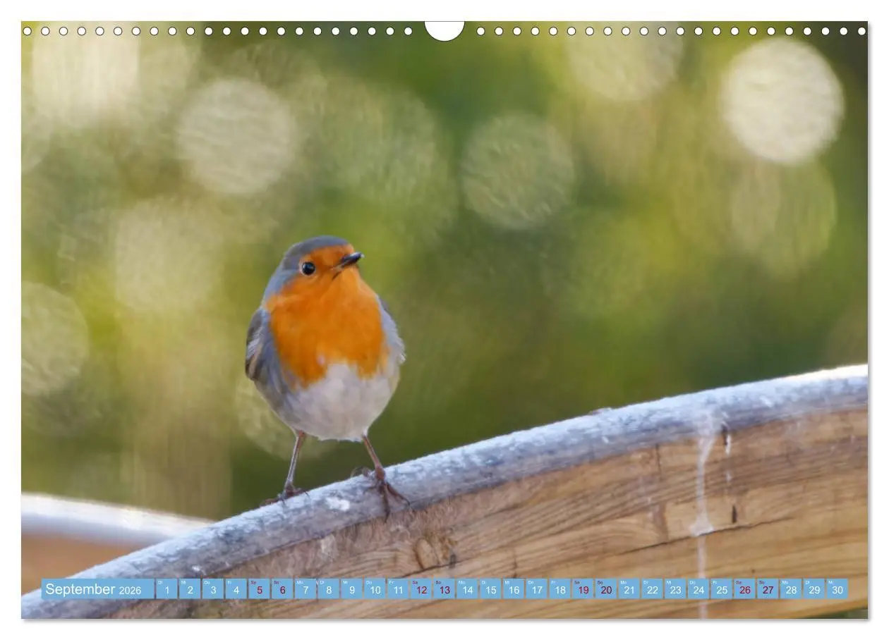 Bild: 9783457620724 | Rotkehlchen - Fotografiert von Ostfriesenfotografie (Wandkalender...
