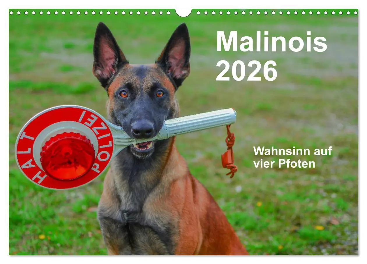 Cover: 9783457840924 | Malinois - Wahnsinn auf vier Pfoten (Wandkalender 2026 DIN A3...
