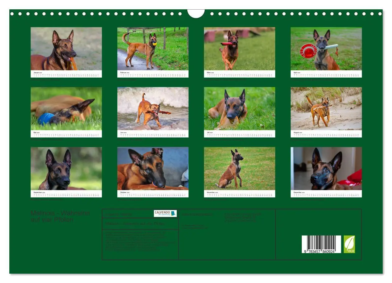 Bild: 9783457840924 | Malinois - Wahnsinn auf vier Pfoten (Wandkalender 2026 DIN A3...