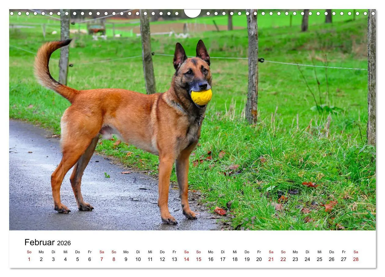 Bild: 9783457840924 | Malinois - Wahnsinn auf vier Pfoten (Wandkalender 2026 DIN A3...