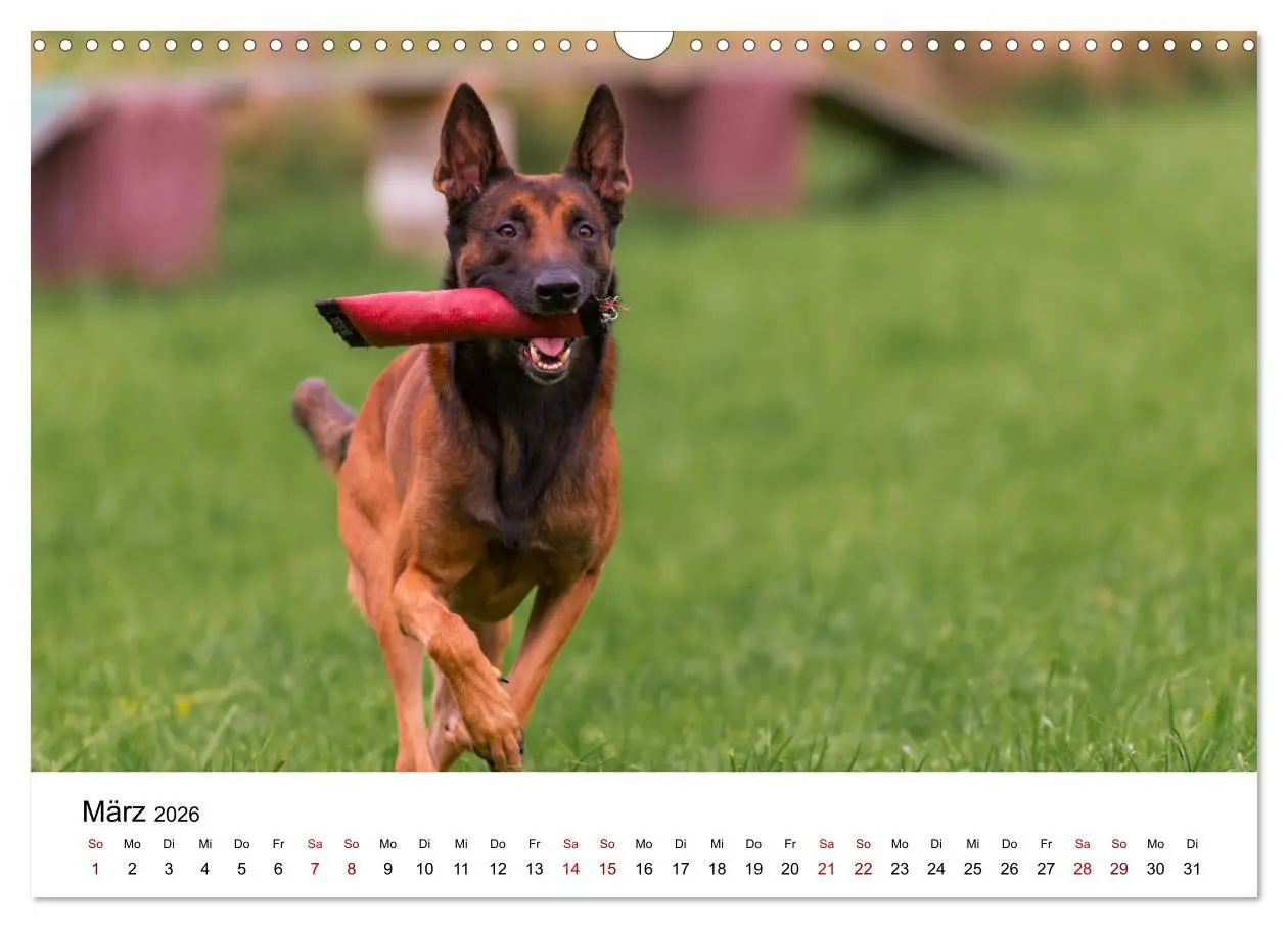 Bild: 9783457840924 | Malinois - Wahnsinn auf vier Pfoten (Wandkalender 2026 DIN A3...