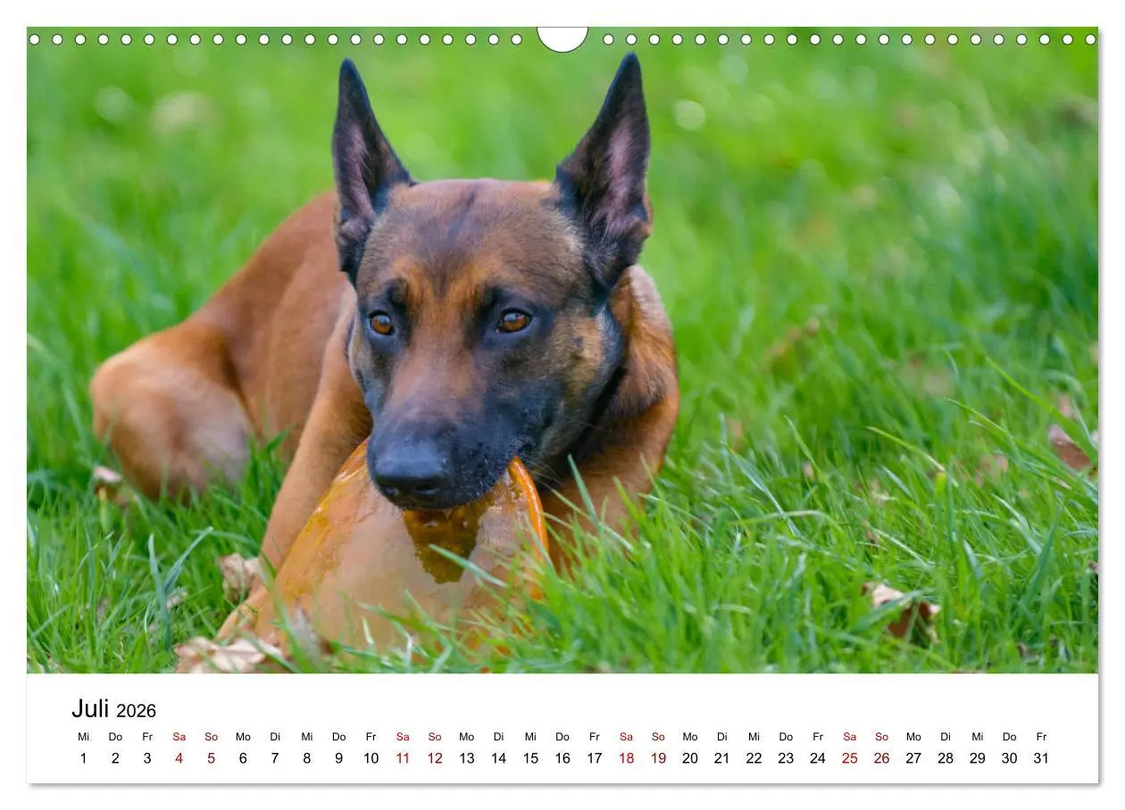 Bild: 9783457840924 | Malinois - Wahnsinn auf vier Pfoten (Wandkalender 2026 DIN A3...