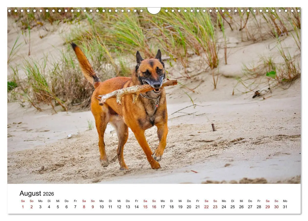 Bild: 9783457840924 | Malinois - Wahnsinn auf vier Pfoten (Wandkalender 2026 DIN A3...