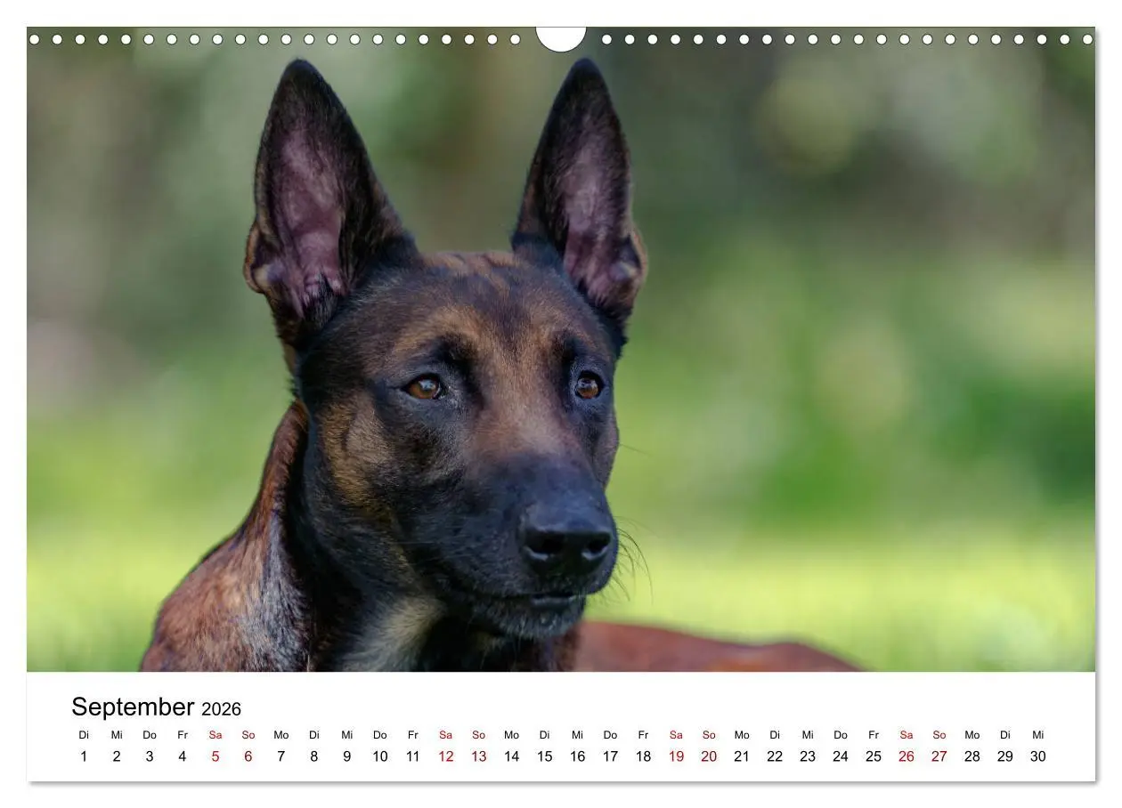 Bild: 9783457840924 | Malinois - Wahnsinn auf vier Pfoten (Wandkalender 2026 DIN A3...