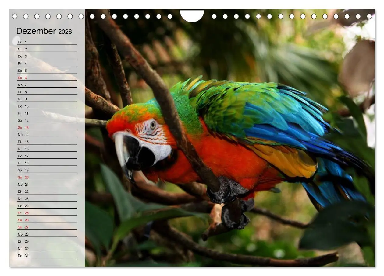 Bild: 9783516000924 | Papageien. Bunt, laut und klug (Wandkalender 2026 DIN A4 quer),...
