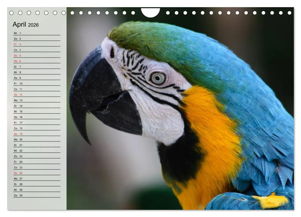 Bild: 9783516000924 | Papageien. Bunt, laut und klug (Wandkalender 2026 DIN A4 quer),...