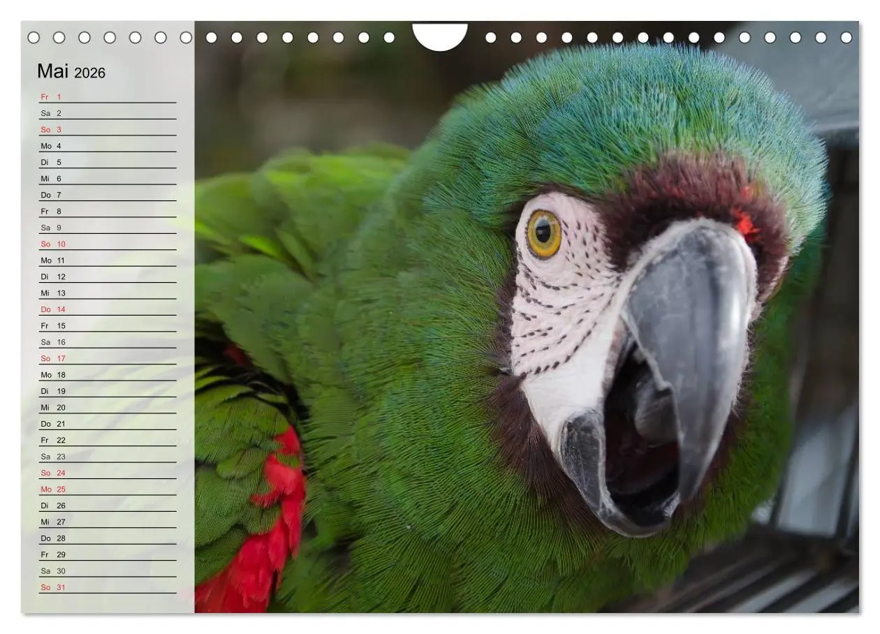 Bild: 9783516000924 | Papageien. Bunt, laut und klug (Wandkalender 2026 DIN A4 quer),...
