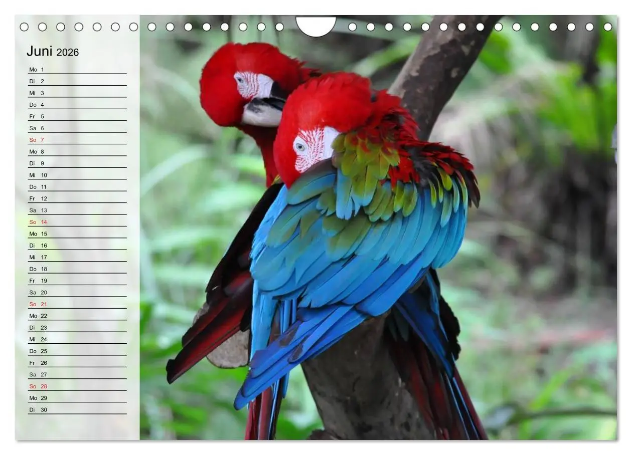 Bild: 9783516000924 | Papageien. Bunt, laut und klug (Wandkalender 2026 DIN A4 quer),...
