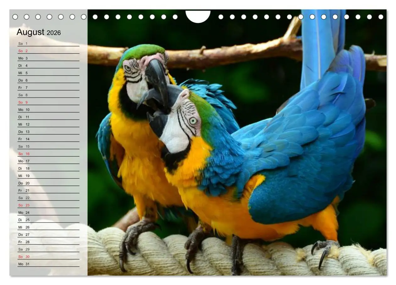 Bild: 9783516000924 | Papageien. Bunt, laut und klug (Wandkalender 2026 DIN A4 quer),...